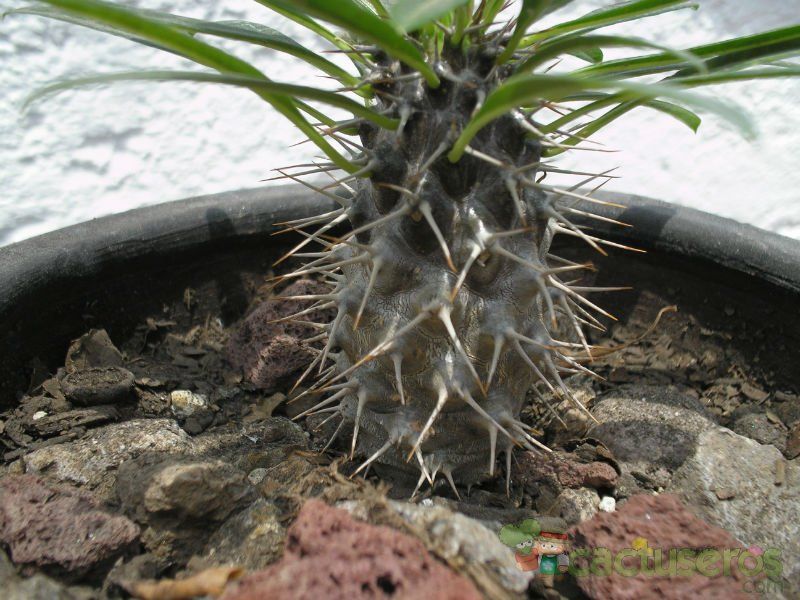 A photo of Pachypodium lamerei