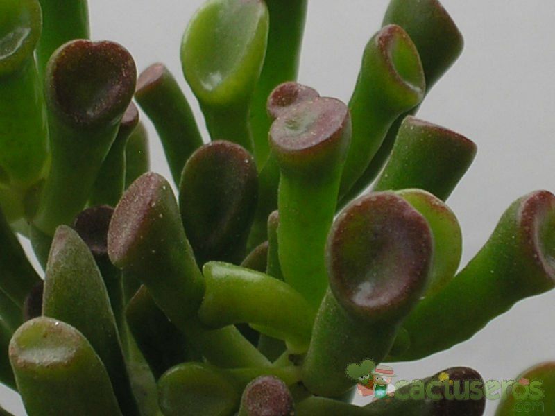 Una foto de Crassula ovata cv. gollum