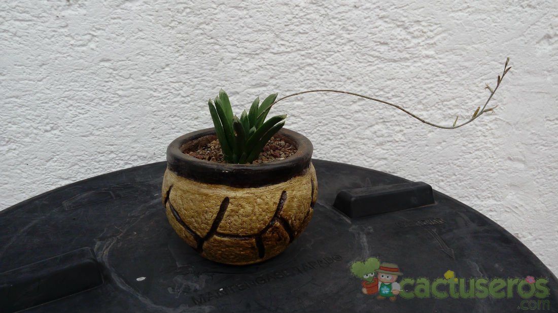 Una foto de Haworthia truncata cv. Harry Johnson