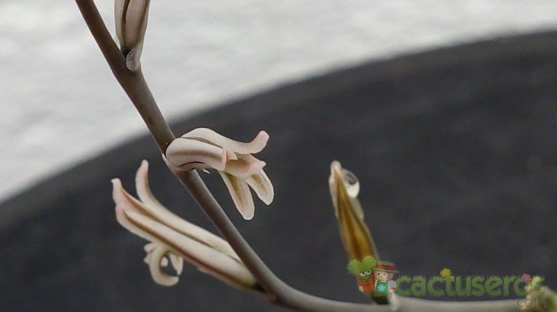 Una foto de Haworthia truncata cv. Harry Johnson