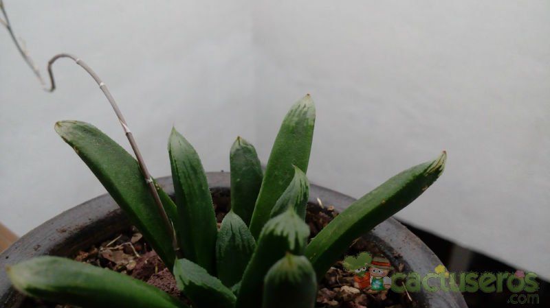 Una foto de Haworthia truncata cv. Harry Johnson