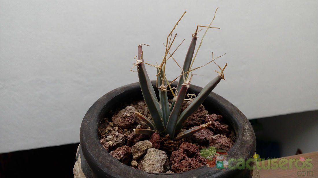 A photo of Leuchtenbergia principis