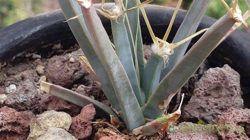 A photo of Leuchtenbergia principis