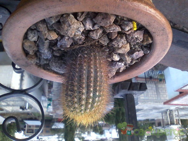 Una foto de Micranthocereus estevesii