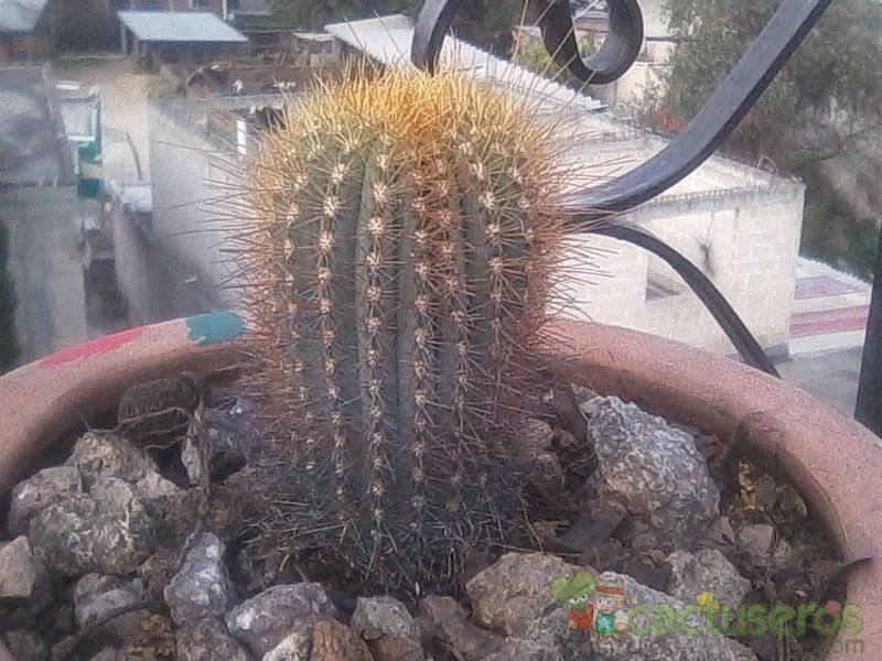 Una foto de Micranthocereus estevesii