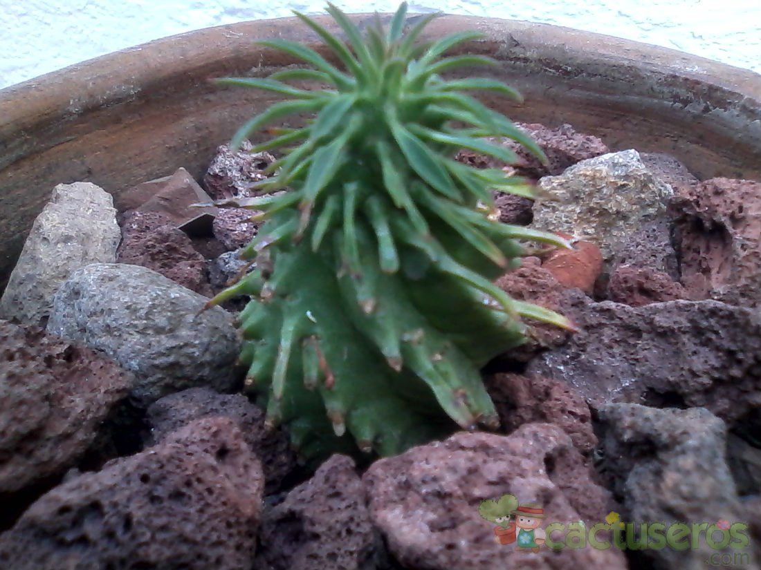 Una foto de Euphorbia spiralis  