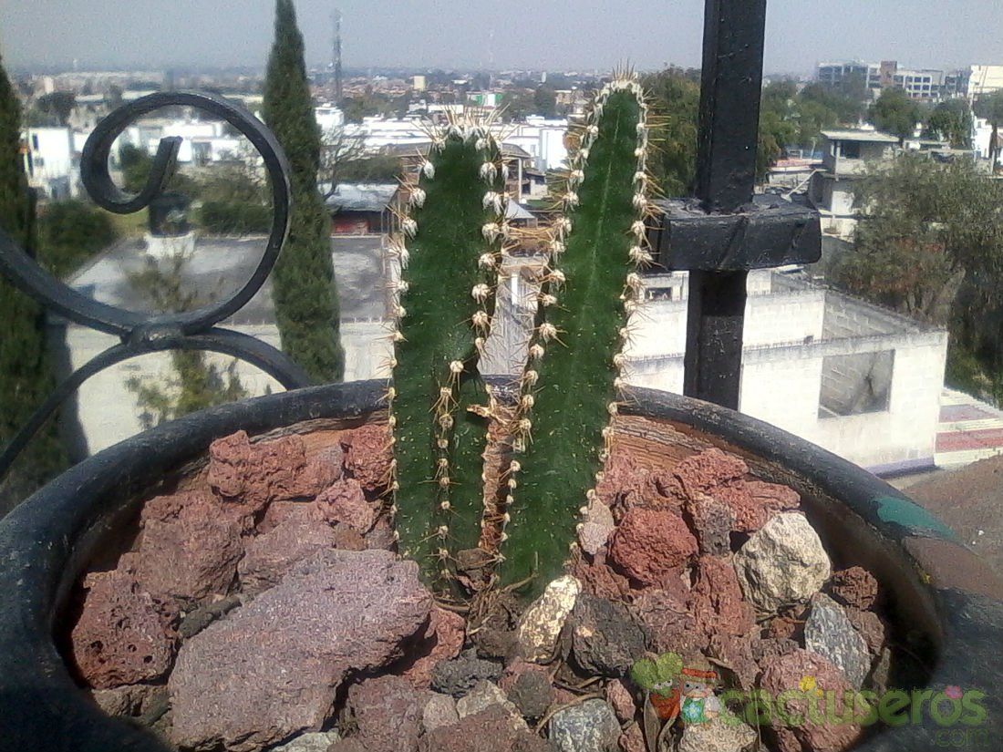 Una foto de Cereus stenogonus