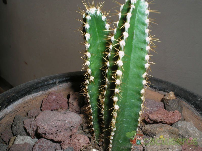 Una foto de Cereus stenogonus