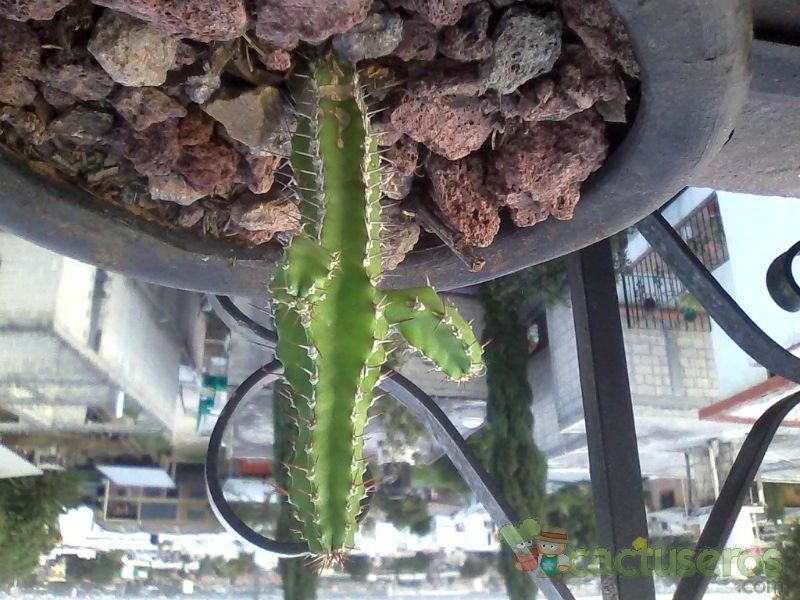 A photo of Euphorbia inculta  