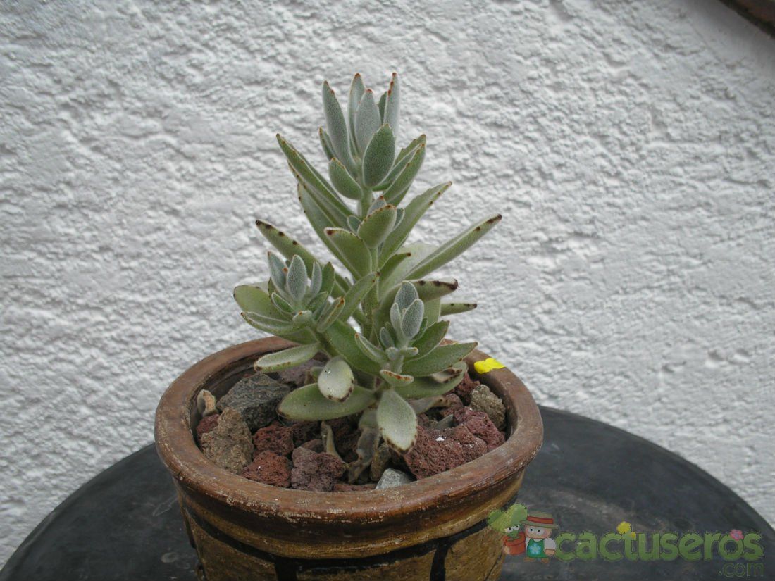 A photo of Kalanchoe tomentosa