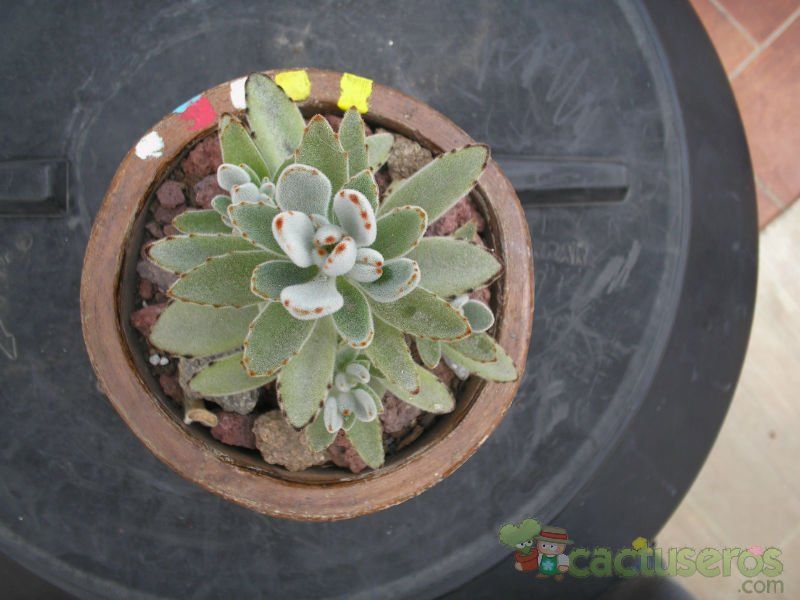 A photo of Kalanchoe tomentosa