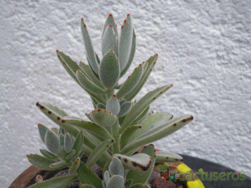 A photo of Kalanchoe tomentosa