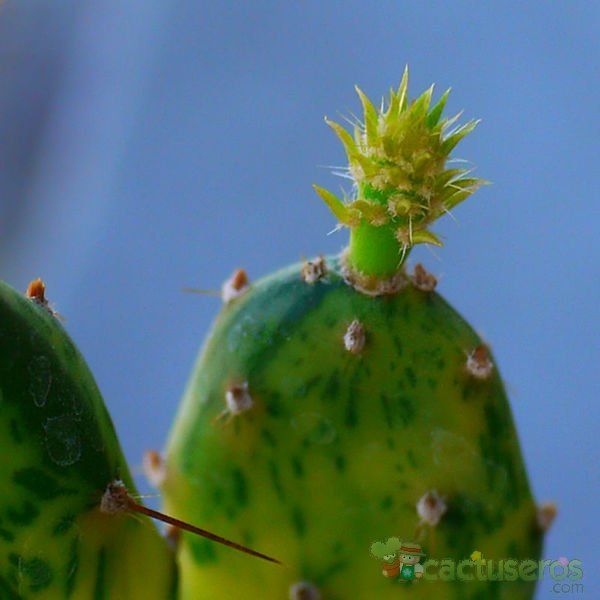 Una foto de Opuntia monacantha fma. variegada