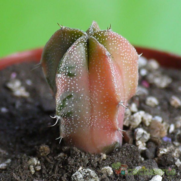 A photo of Astrophytum ornatum fma. variegada