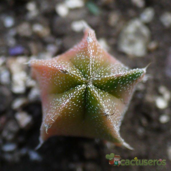 A photo of Astrophytum ornatum fma. variegada