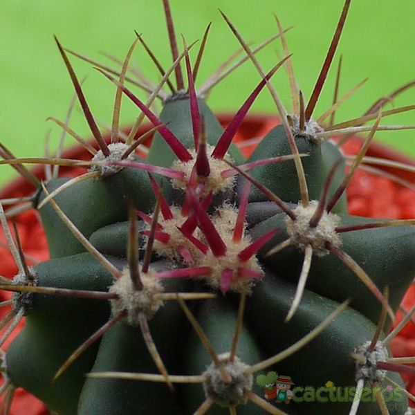 Una foto de Ferocactus cylindraceus subsp. tortulispinus