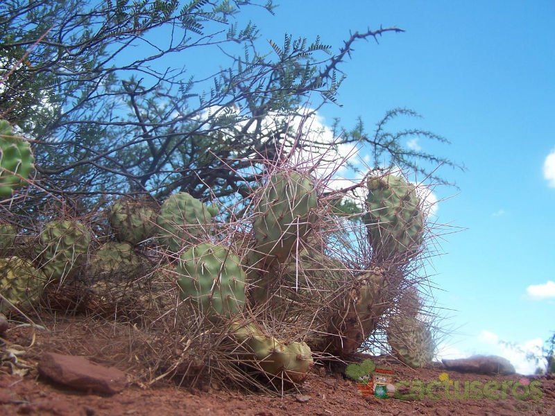 Una foto de Opuntia sulphurea