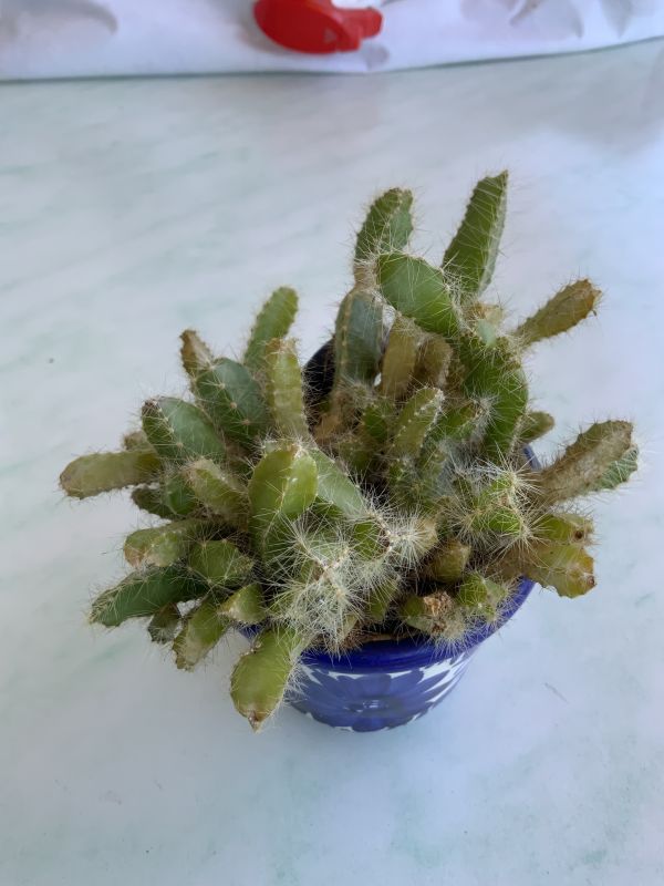 Foto de un cactus que se está identificando actualmente