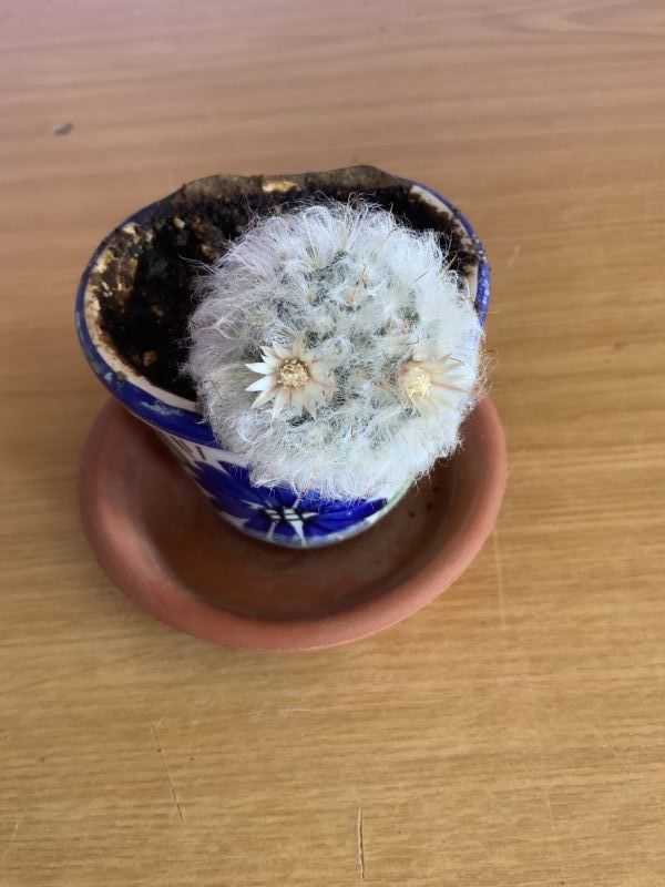 A photo of Mammillaria bocasana ssp. bocasana