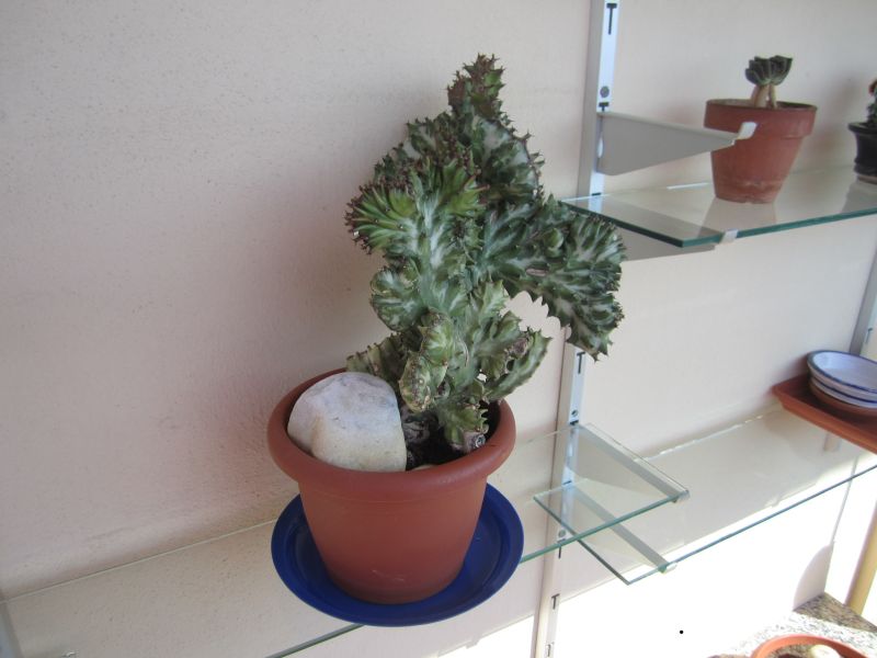 Una foto de Euphorbia lactea fma. crestada