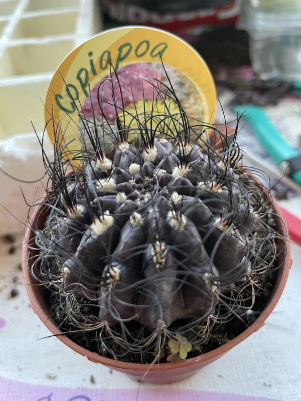Una foto de Eriosyce crispa