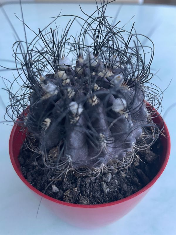 Una foto de Eriosyce crispa
