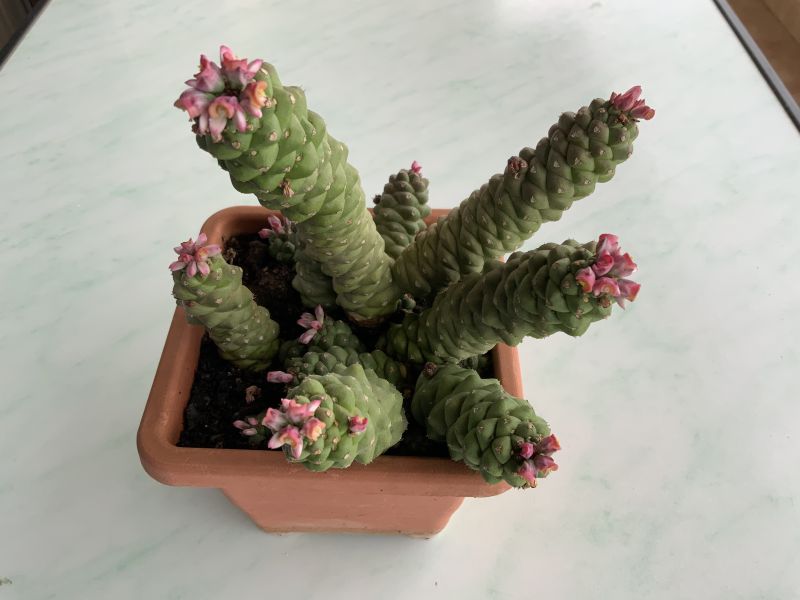 A photo of Euphorbia ritchiei