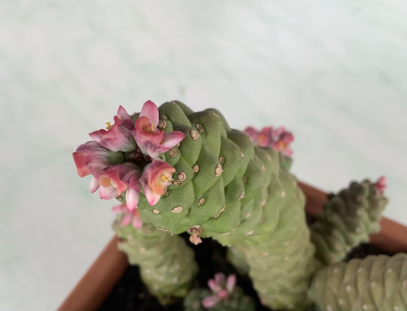 A photo of Euphorbia ritchiei