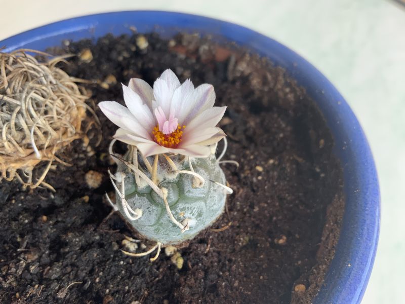 A photo of Turbinicarpus schmiedickeanus subsp. klinkerianus