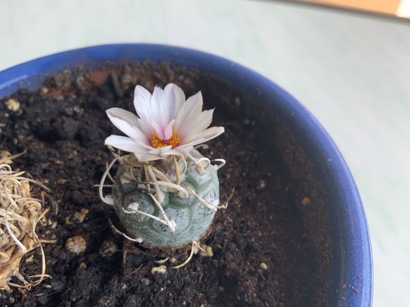 A photo of Turbinicarpus schmiedickeanus subsp. klinkerianus