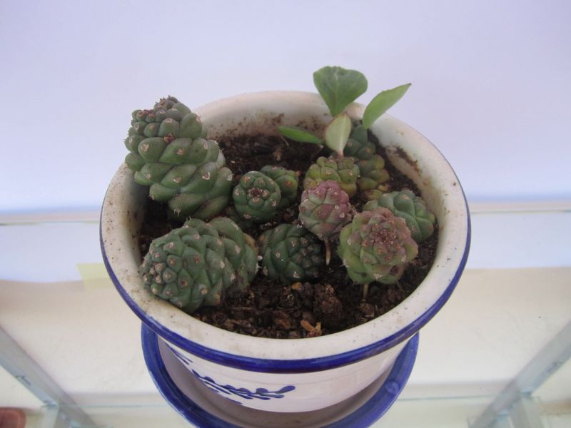 A photo of Euphorbia ritchiei