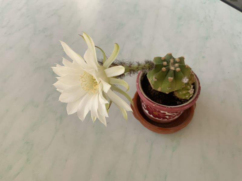 A photo of Echinopsis subdenudata