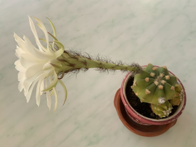 A photo of Echinopsis subdenudata