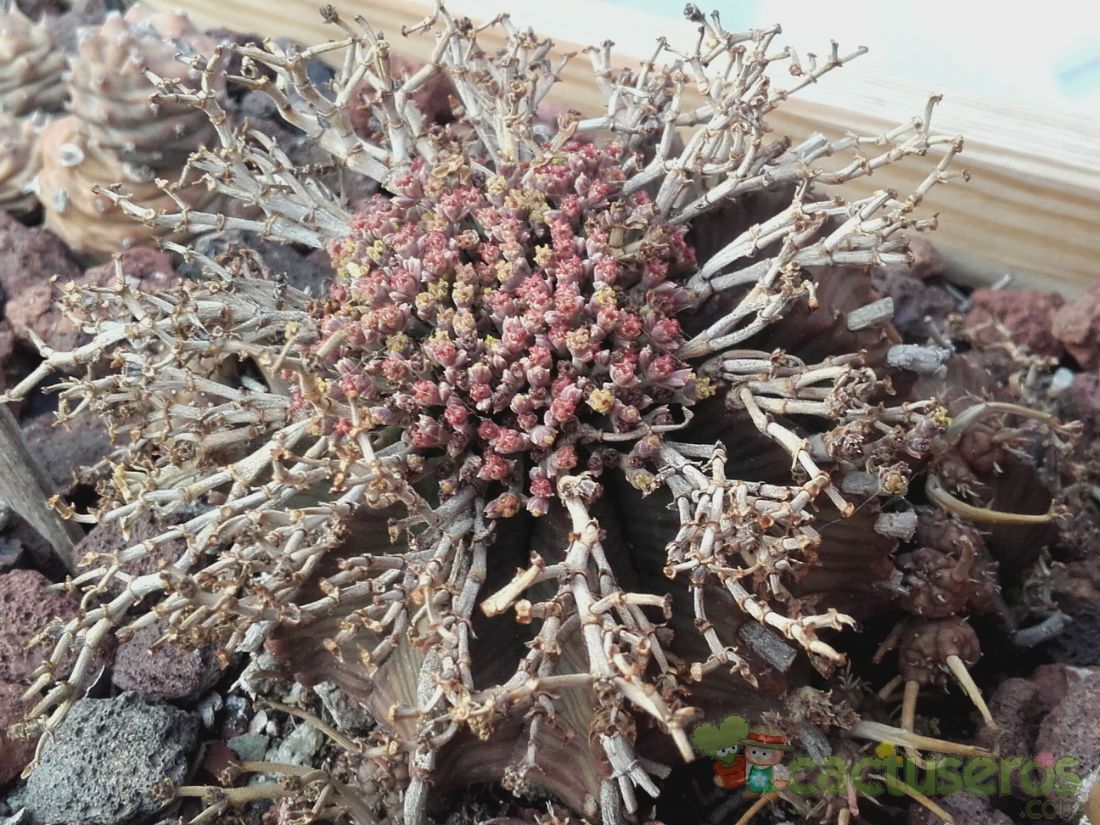 Una foto de Euphorbia meloformis subsp. valida
