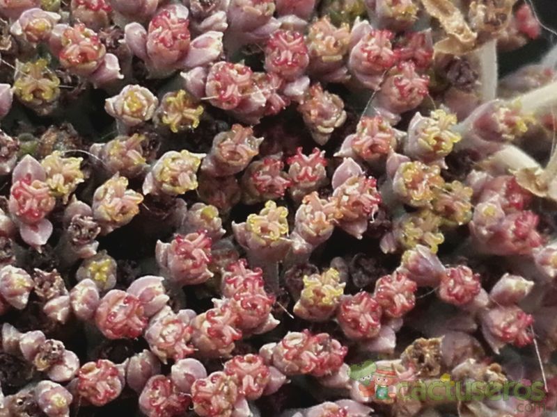 Una foto de Euphorbia meloformis subsp. valida
