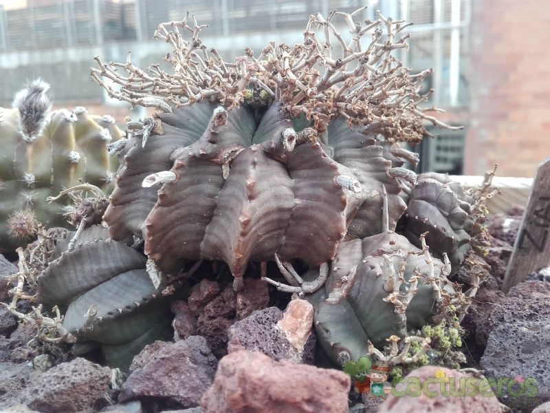 Una foto de Euphorbia meloformis subsp. valida