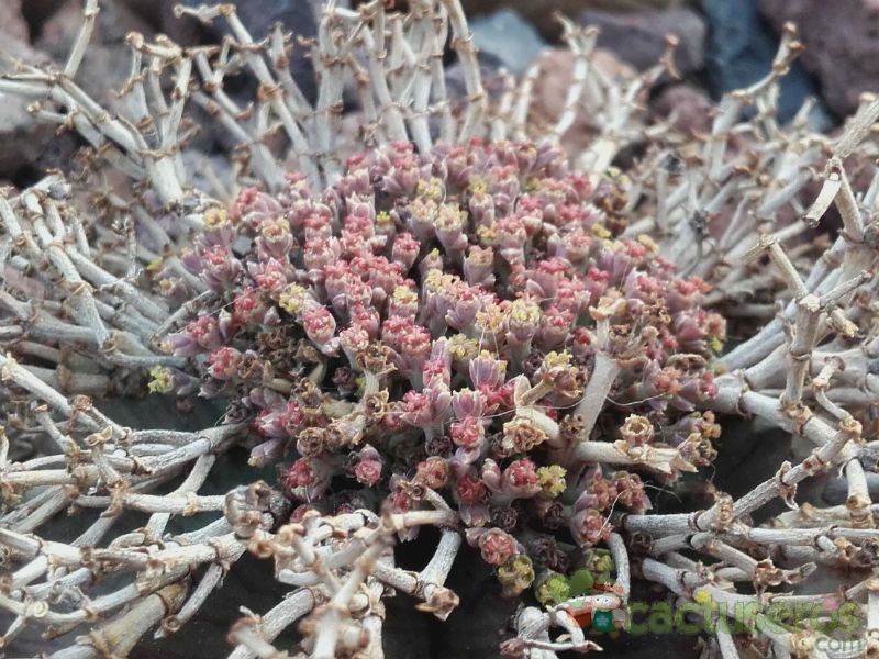 Una foto de Euphorbia meloformis subsp. valida