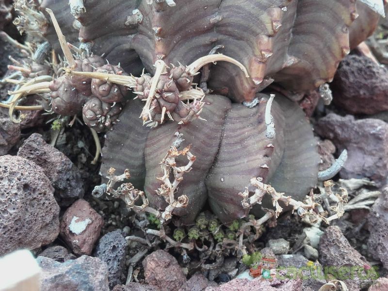 Una foto de Euphorbia meloformis subsp. valida