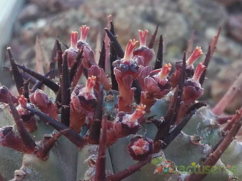 Una foto de Euphorbia horrida