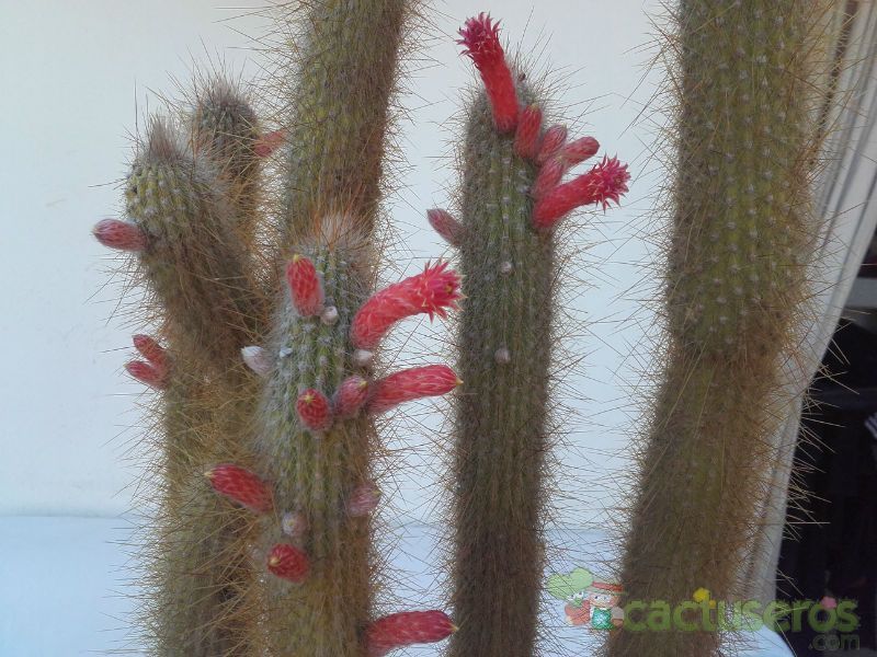 A photo of Cleistocactus hyalacanthus