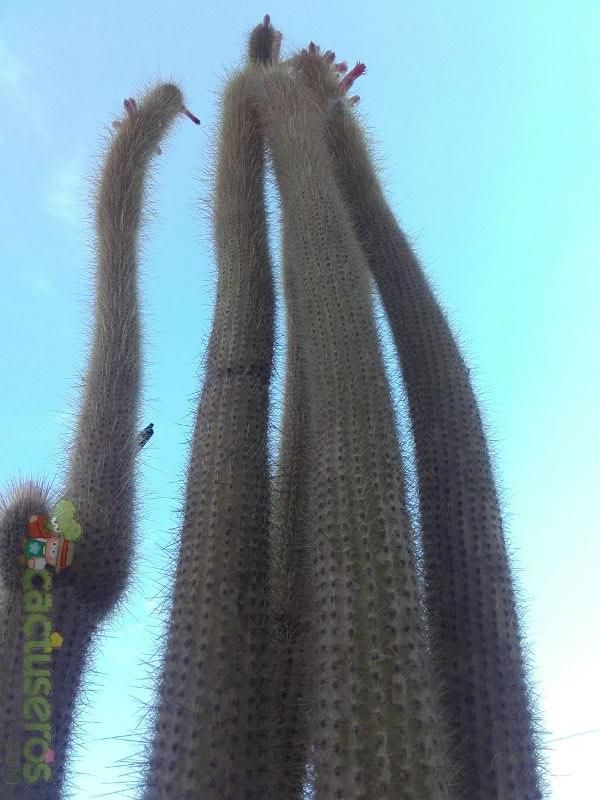 A photo of Cleistocactus hyalacanthus