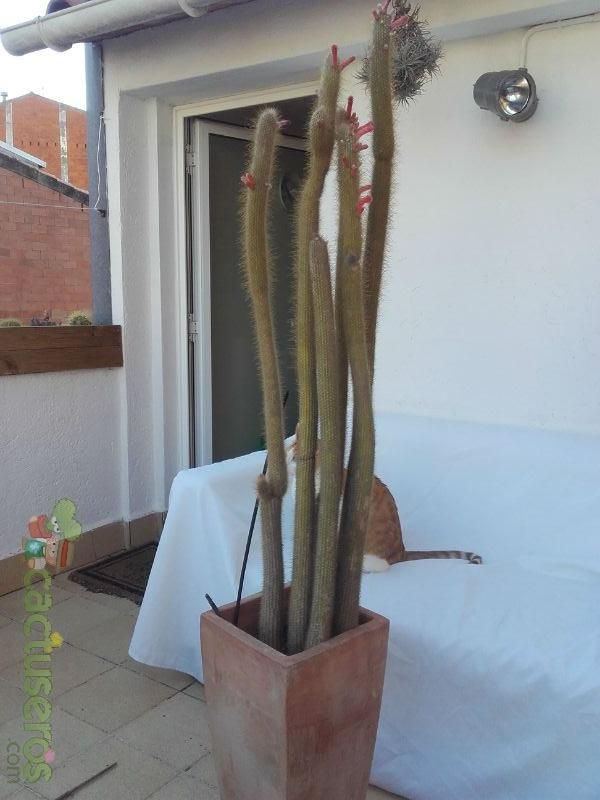 A photo of Cleistocactus hyalacanthus