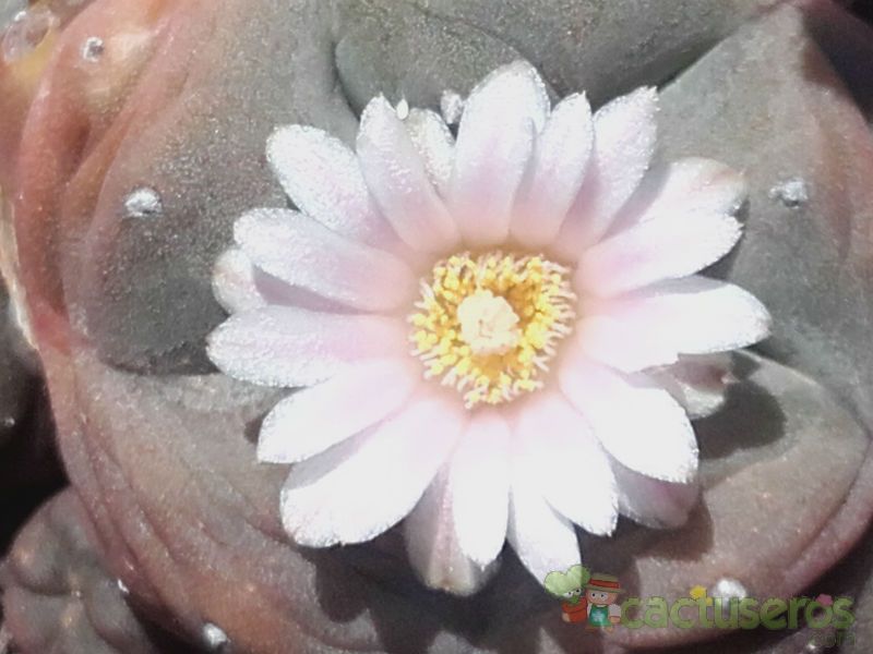 A photo of Lophophora williamsii