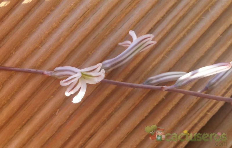A photo of Haworthia coarctata