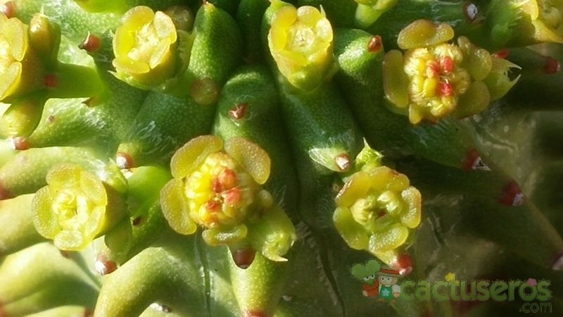 A photo of Euphorbia susannae