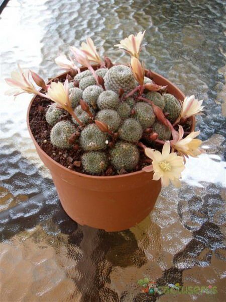 A photo of Rebutia heliosa x pulvinosa cv. sunrise (HIBRIDO)
