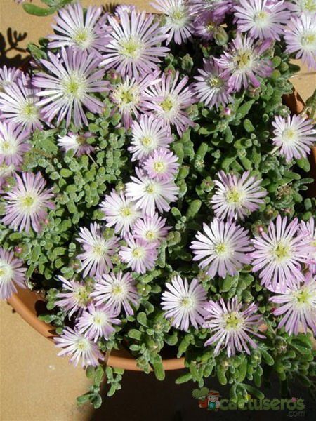 A photo of Drosanthemum floribundum