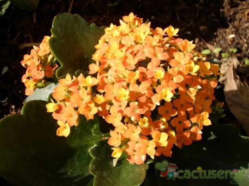 A photo of Kalanchoe blossfeldiana