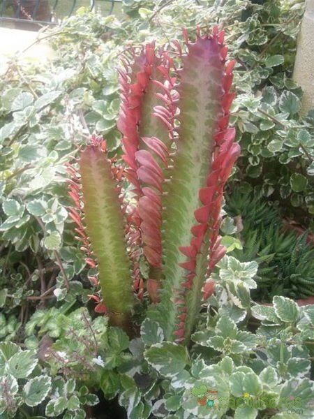 A photo of Euphorbia trigona var. rubra