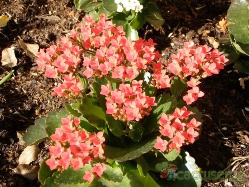 A photo of Kalanchoe blossfeldiana